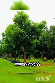 17公分香樟