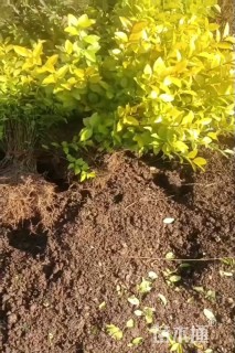 高度40厘米金叶女贞