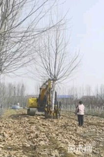 26公分绚丽海棠