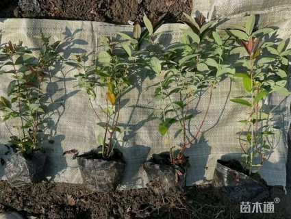 高度45厘米金丝桃