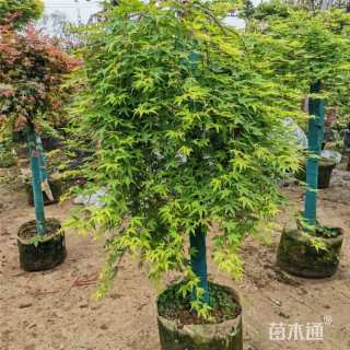 20公分流泉红枫